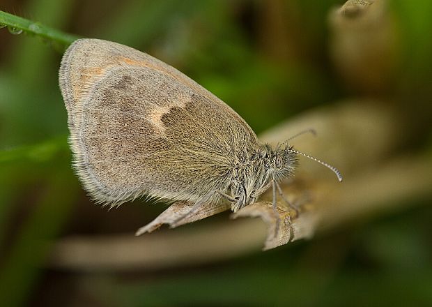 očkáň pohánkový Coenonympha pamphilus