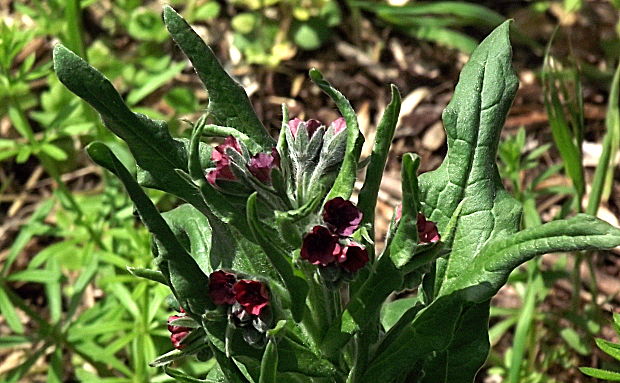 psojazyk lekársky  Cynoglossum officinale L.