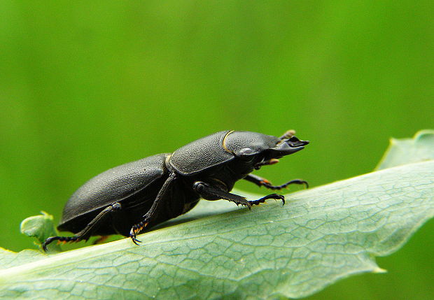 roháčik obyčajný Dorcus paralleiopipedus