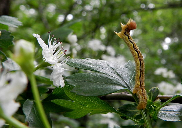 piadivka zimná-húsenica Erannis defoliaria