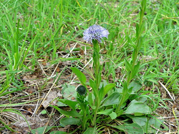 guľôčka bodkovaná Globularia punctata Lapeyr.