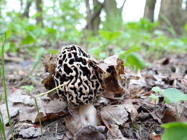 smrčok jedlý Morchella esculenta (L.) Pers.