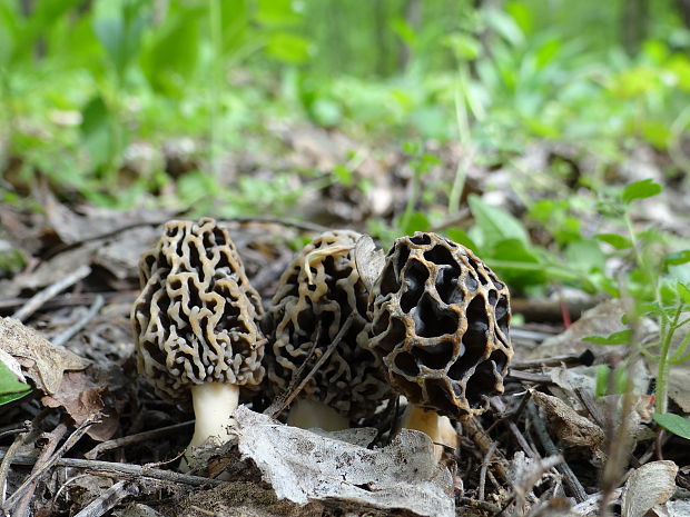 smrčok jedlý Morchella esculenta (L.) Pers.