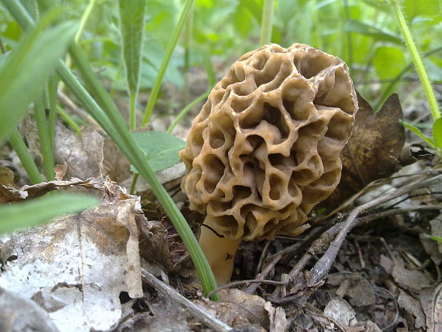 smrčok jedlý Morchella esculenta (L.) Pers.