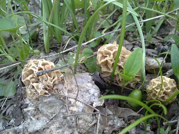 smrčok jedlý Morchella esculenta (L.) Pers.