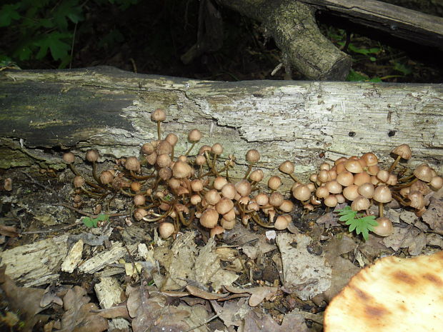 prilbička Mycena sp.