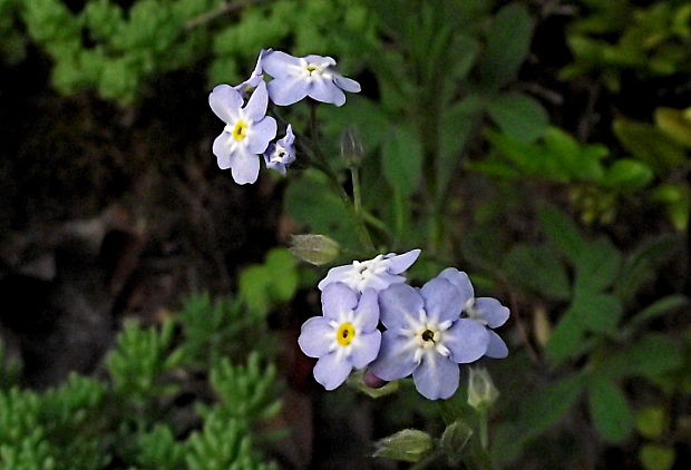 nezábudka Myosotis sp.