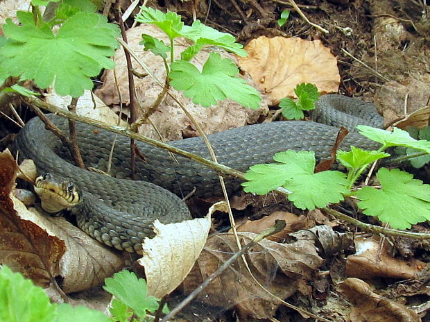 užovka obojková Natrix natrix