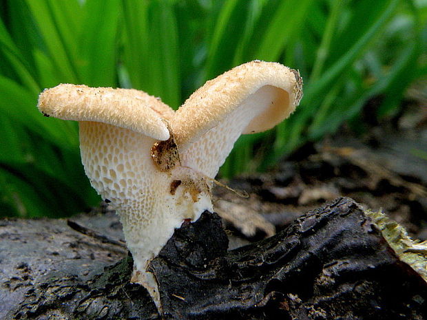 trúdnik Polyporus sp.