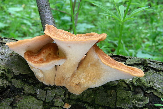 trúdnik hľuzovitý Polyporus tuberaster (Jacq. ex Pers.) Fr.