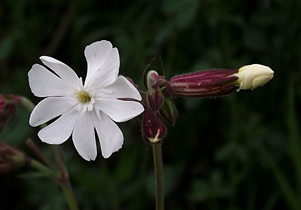 silenka biela pravá Silene latifolia subsp. alba (Mill.) Greuter et Burdet