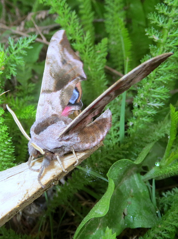 lišaj pavooký  Smerinthus ocellatus