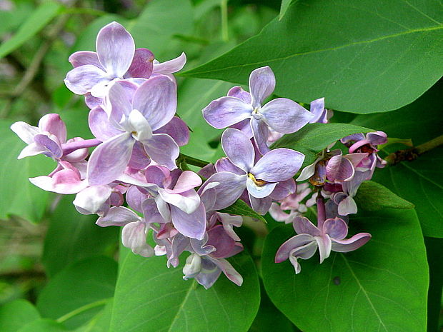 orgován obyčajný Syringa vulgaris L.