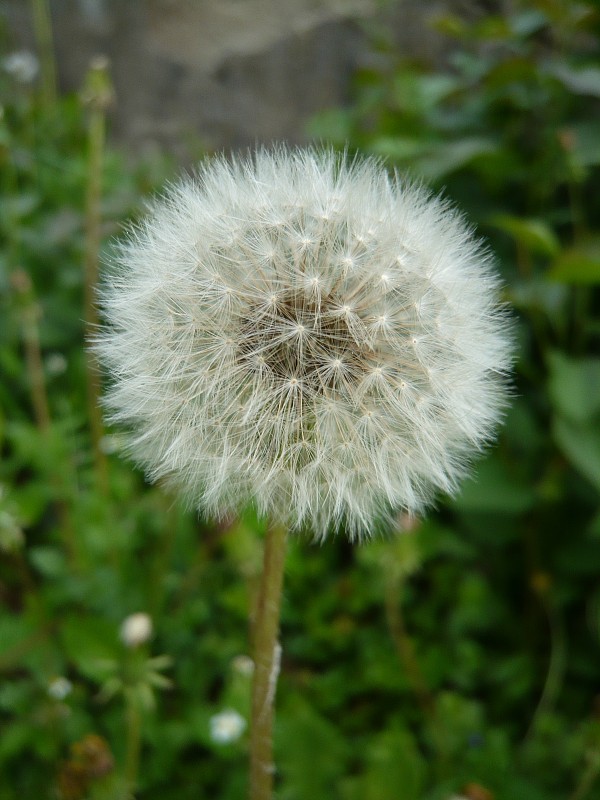 púpava lekárska Taraxacum officinale (L.) Weber ex F.H.Wigg