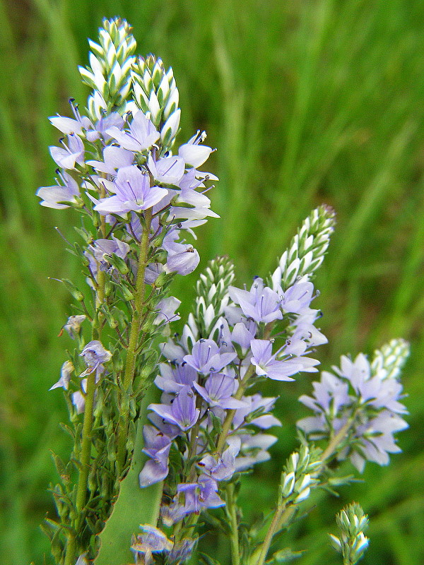 veronika Veronica sp.