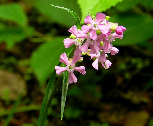 smolnička obyčajná Viscaria vulgaris