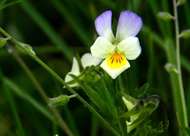 fialka trojfarebná  Viola tricolor