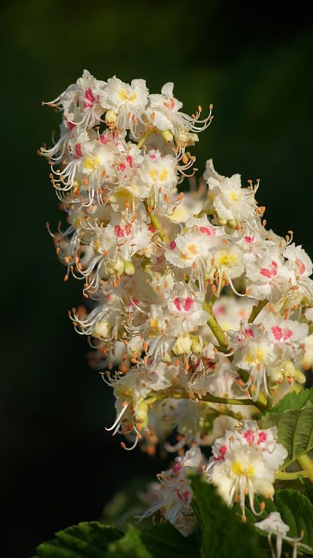 kvet gaštana Aesculus hippocastanum L.
