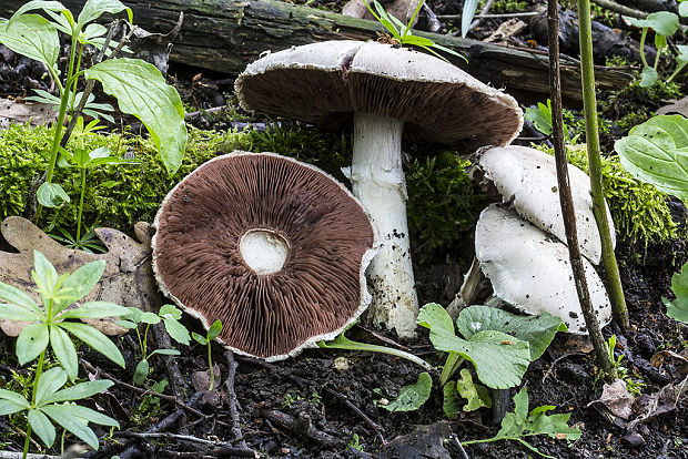 pečiarka Agaricus sp.