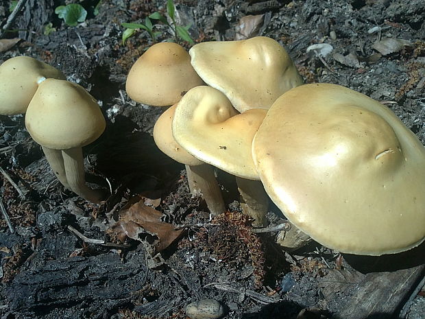 poľnička Agrocybe sp.