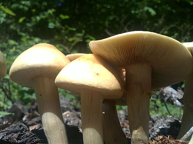 poľnička Agrocybe sp.