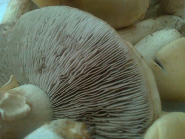 poľnička Agrocybe sp.