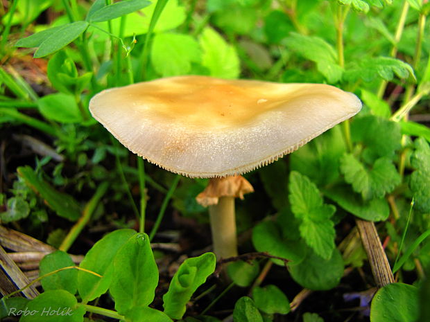 poľnička Agrocybe sp.