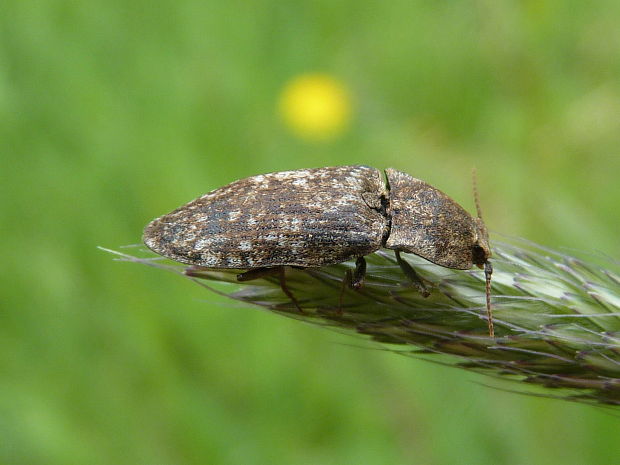 kovařík šedý Agrypynus murinus