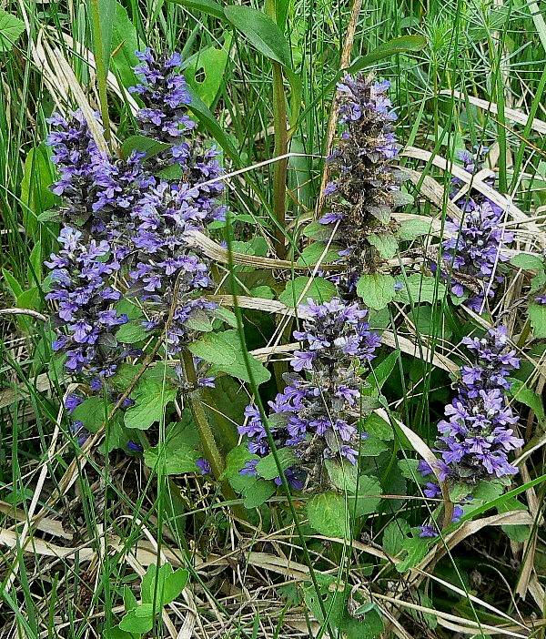 zbehovec plazivý Ajuga reptans L.