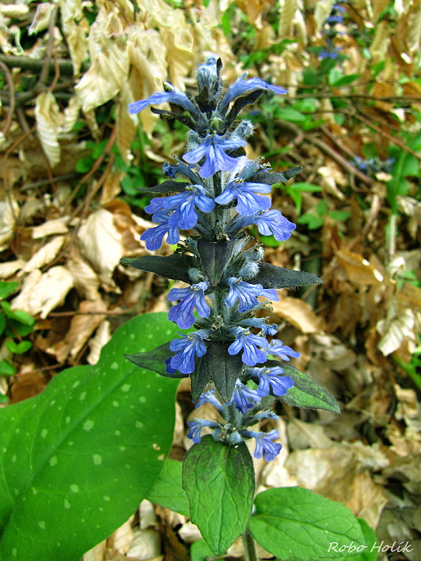 zbehovec plazivý Ajuga reptans L.