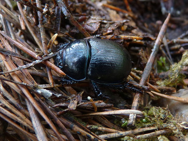 lajniak horny  Anoplotrupes stercorosus