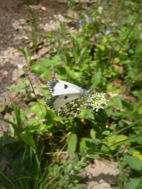 mlynárik žeruchový Anthocharis cardamines