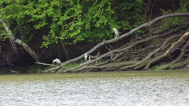 volavka popolavá Ardea cinerea