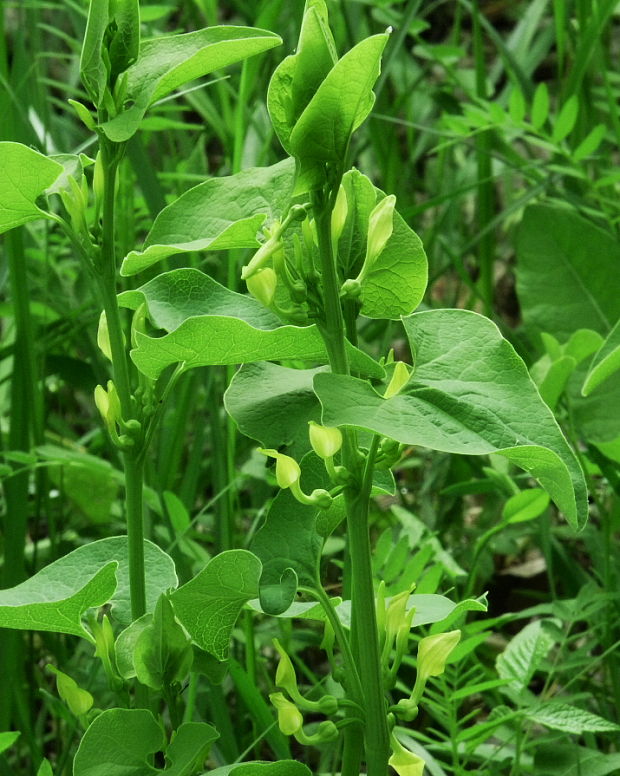 vlkovec obyčajný Aristolochia clematitis L.