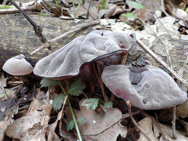 uchovec bazový Auricularia auricula-judae (Bull.) Quél.