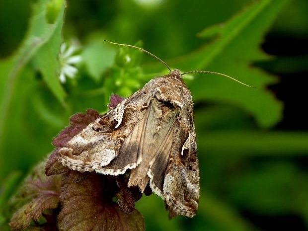 mora gama Autographa gamma