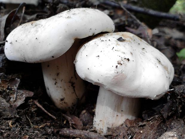 čírovnica májová Calocybe gambosa (Fr.) Donk