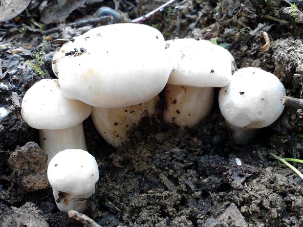 čírovnica májová Calocybe gambosa (Fr.) Donk