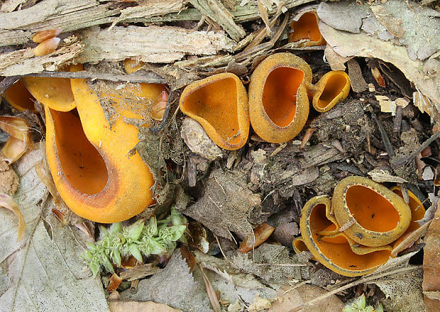 pohárovka ohnivá Caloscypha fulgens (Pers.) Boud.