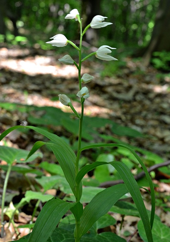 prilbovka dlholistá Cephalanthera longifolia (L.) Fritsch