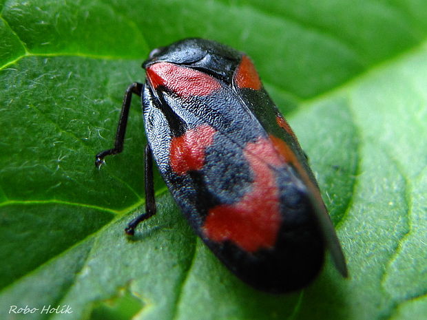 peniarka Cercopis vulnerata