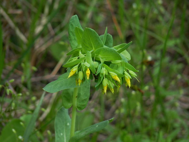 voskovka menšia Cerinthe minor L.