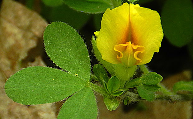 zanoväť regensburská Chamaecytisus ratisbonensis (Schaeff.) Rothm.