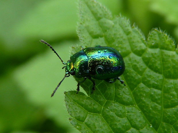 liskavka dúhová Chrysolina fastuosa