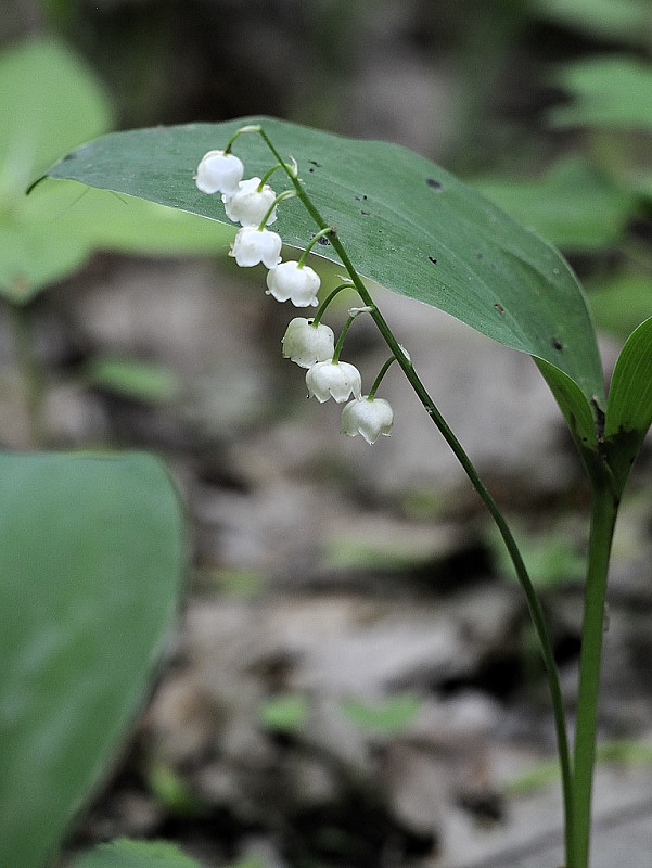 konvalinka voňavá Convallaria majalis L.