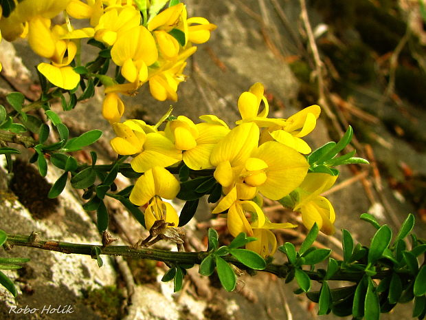 kručinkovec položený Corothamnus procumbens (Waldst. et Kit. ex Willd.) C. Presl.