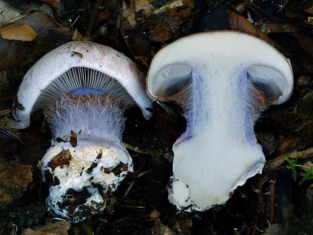 pavučinovec pestrý Cortinarius dibaphus Fr.