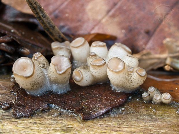 vodnička sediaca Cudoniella tenuispora (Cooke et Massee) Dennis