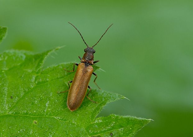 . Denticollis linearis