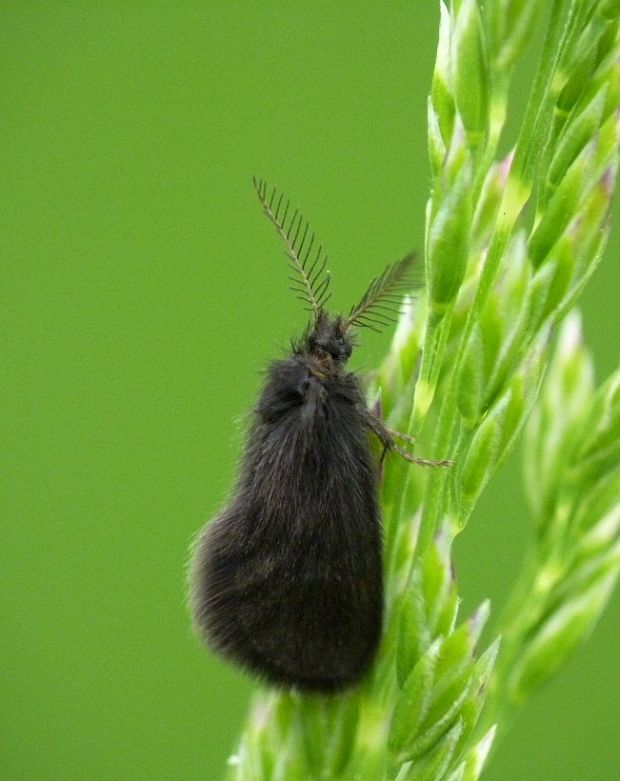 vreckovec malý Epichnopterix plumella